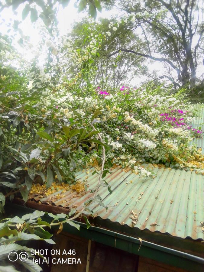 The Cottage-Place Of Grace 2Bdrm And Loft Bed All 4U At Usd58 Nairobi Buitenkant foto